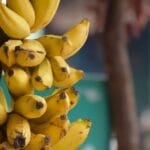 what-to-eat-before-gym-bananas